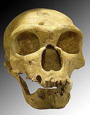 180px-Homo_sapiens_neanderthalensis.jpg