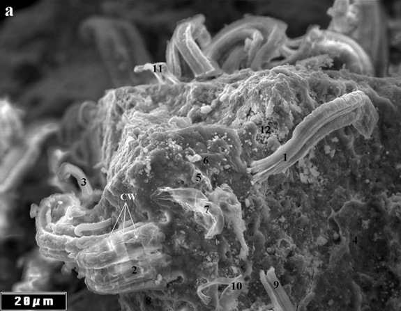 meteorite-bacteria-a.jpg