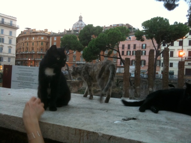 Cats of Rome Frankie.jpg