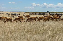 250px-Herds_Maasi_Mara_(cropped_and_straightened).jpg