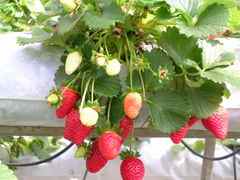 240px-Strawberries.JPG