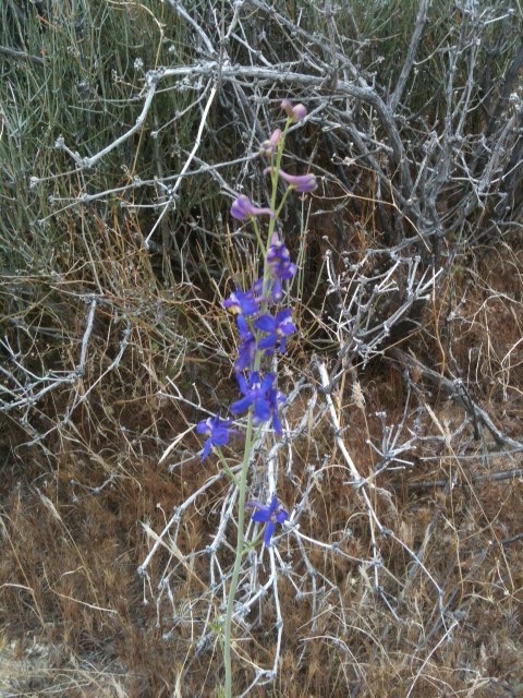 blue flower.jpg