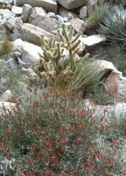 little red desert flowers.jpg