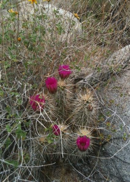 blooming cactus.jpg