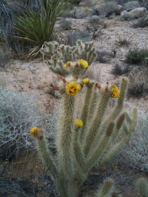 blooming cholla cactus.jpg