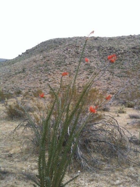 ocotillo in bloom.jpg