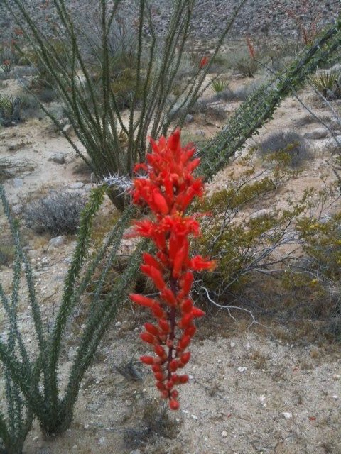 ocotillo flower.jpg