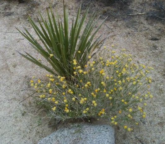 desert yellow flowers.jpg