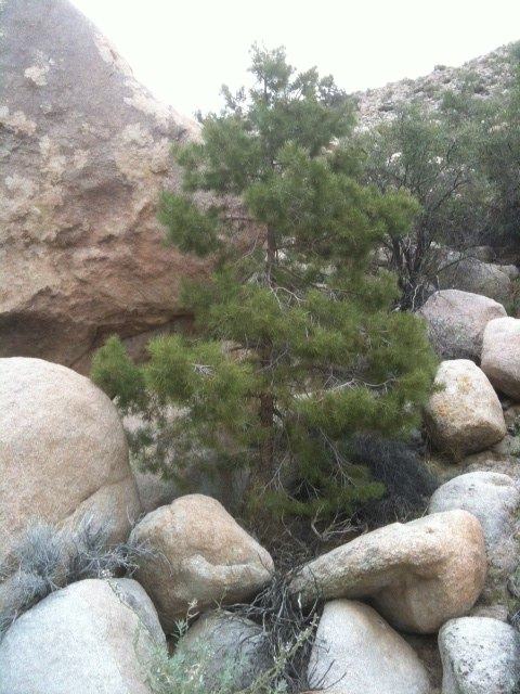 rare desert conifer.jpg