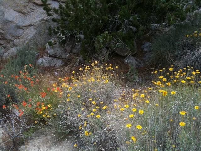 desert flowers at Morteros.jpg