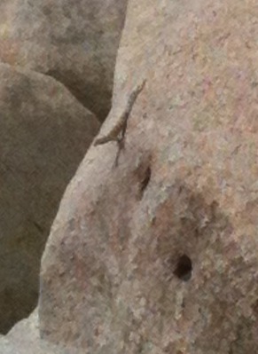 lizard on rock.jpg