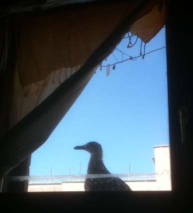 Seagull at window.jpeg