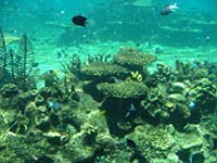 180px-Australian_coral_sealife.jpg
