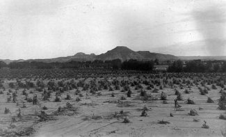 325px-Navajo_cornfield.jpg