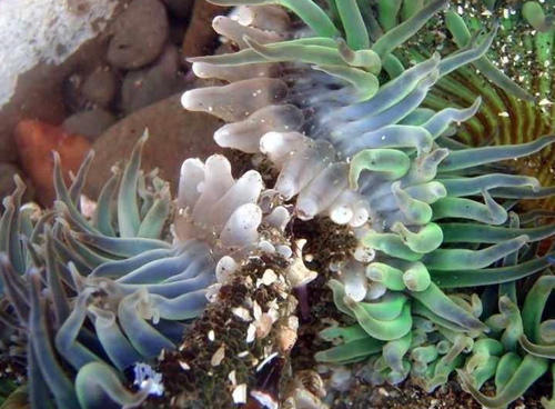 800px-Close-up_of_clone_war_of_sea_anemones3_2.jpg