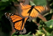 2007_02_24t212422_450x304_us_mexico_butterfly.jpg