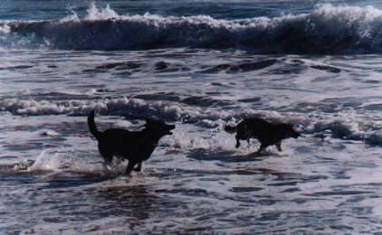 SurfDogs.gif