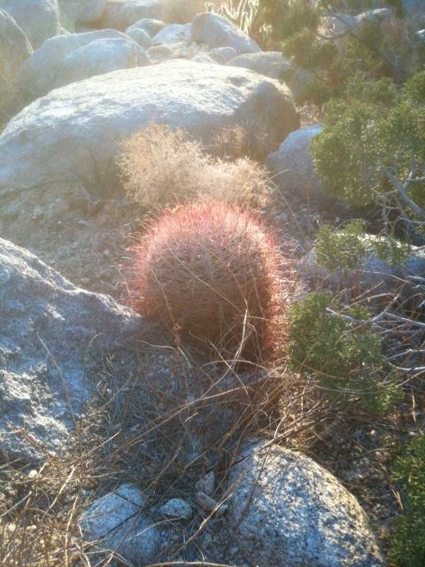 Barrel cactus.jpg